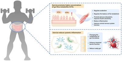 Gut-muscle axis mechanism of exercise prevention of sarcopenia